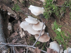 Crepidotus malachius