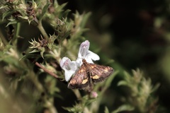 Pyrausta orphisalis