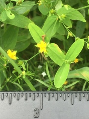 Hypericum gymnanthum