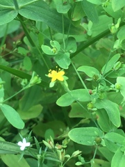 Hypericum gymnanthum