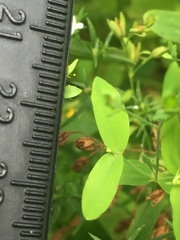 Hypericum gymnanthum