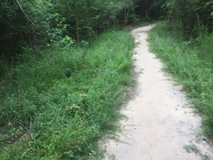 Hypericum gymnanthum