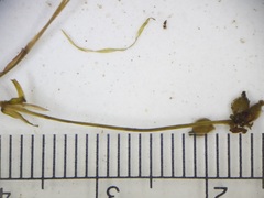 Potamogeton berchtoldii
