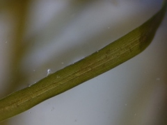 Potamogeton berchtoldii