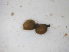 Potamogeton berchtoldii