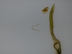 Potamogeton berchtoldii