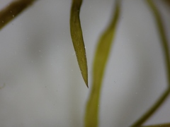 Potamogeton berchtoldii