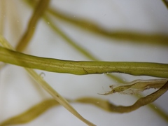 Potamogeton berchtoldii