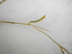 Potamogeton berchtoldii