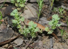 Alchemilla occidentalis