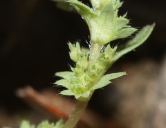 Alchemilla occidentalis