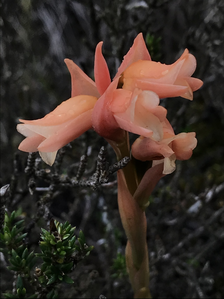 Stenorrhynchos vaginatum