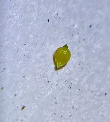 Rhynchospora thornei