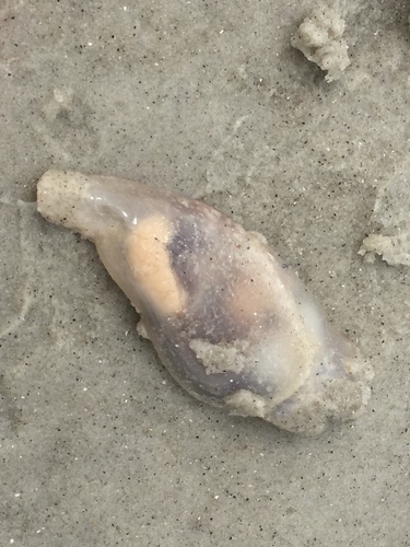 Pleurobranchida