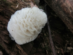 Hypomyces tremellicola