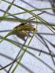 Rhynchospora thornei