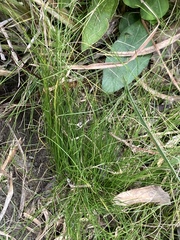 Rhynchospora thornei