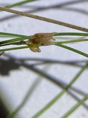 Rhynchospora thornei