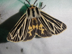 Apantesis virguncula