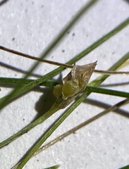 Rhynchospora thornei