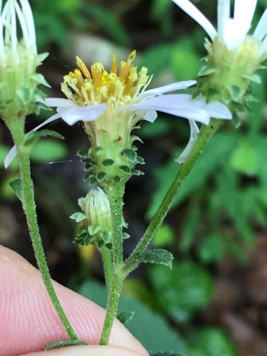 Eurybia mirabilis · iNaturalist Mexico