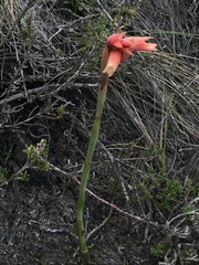 Stenorrhynchos vaginatum