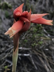 Stenorrhynchos vaginatum