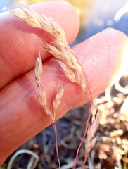 Vahlodea atropurpurea