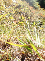 Vahlodea atropurpurea