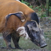 Potamochoerus porcus - Photo (c) Ryan Somma, μερικά δικαιώματα διατηρούνται (CC BY-SA)