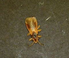 Thaumastocoris peregrinus