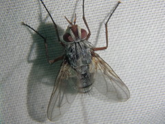 Cryptomeigenia