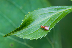 Neogriphoneura