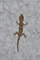 Hemidactylus mabouia