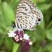 Leptotes cassius - Photo (c) Ali and Brice, μερικά δικαιώματα διατηρούνται (CC BY-NC), uploaded by Ali and Brice