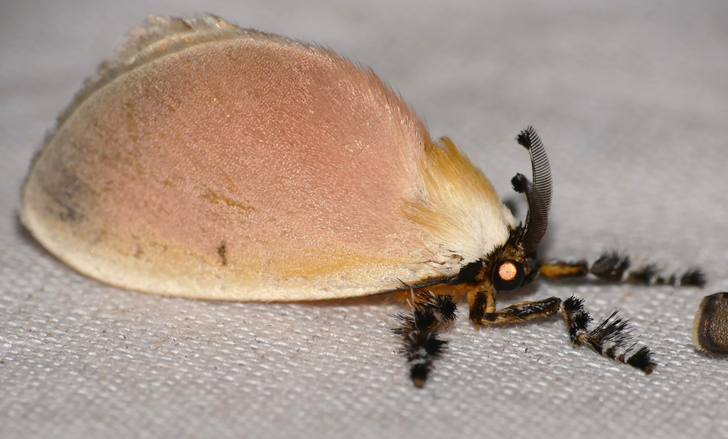 Dalcera canescens