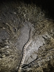 Crotalus ruber ruber