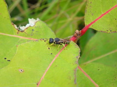Lestica confluenta