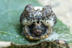 Mastophora cornigera