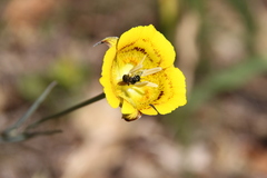 Calochortus luteus