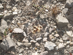 Ariocarpus retusus retusus
