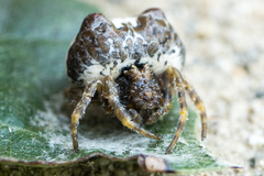 Mastophora cornigera