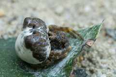 Mastophora cornigera