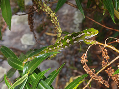 Naultinus gemmeus