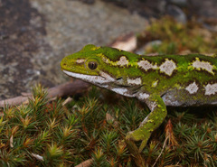 Naultinus gemmeus