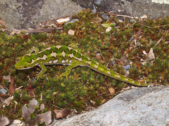 Naultinus gemmeus