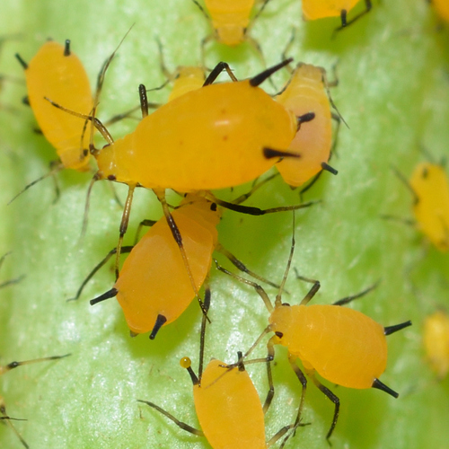Oleander Aphid, photo 2 of 10
