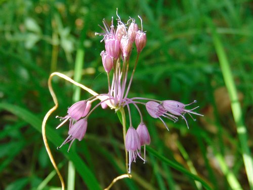 cesnak člnkovitý (Allium carinatum)