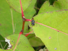Lestica confluenta