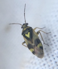 Orthops